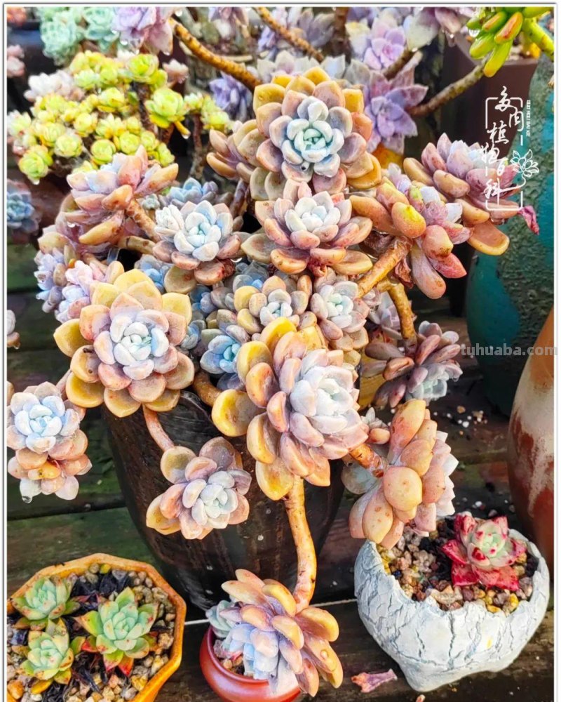 520盛宴：多肉，既是毒药，也是解药！