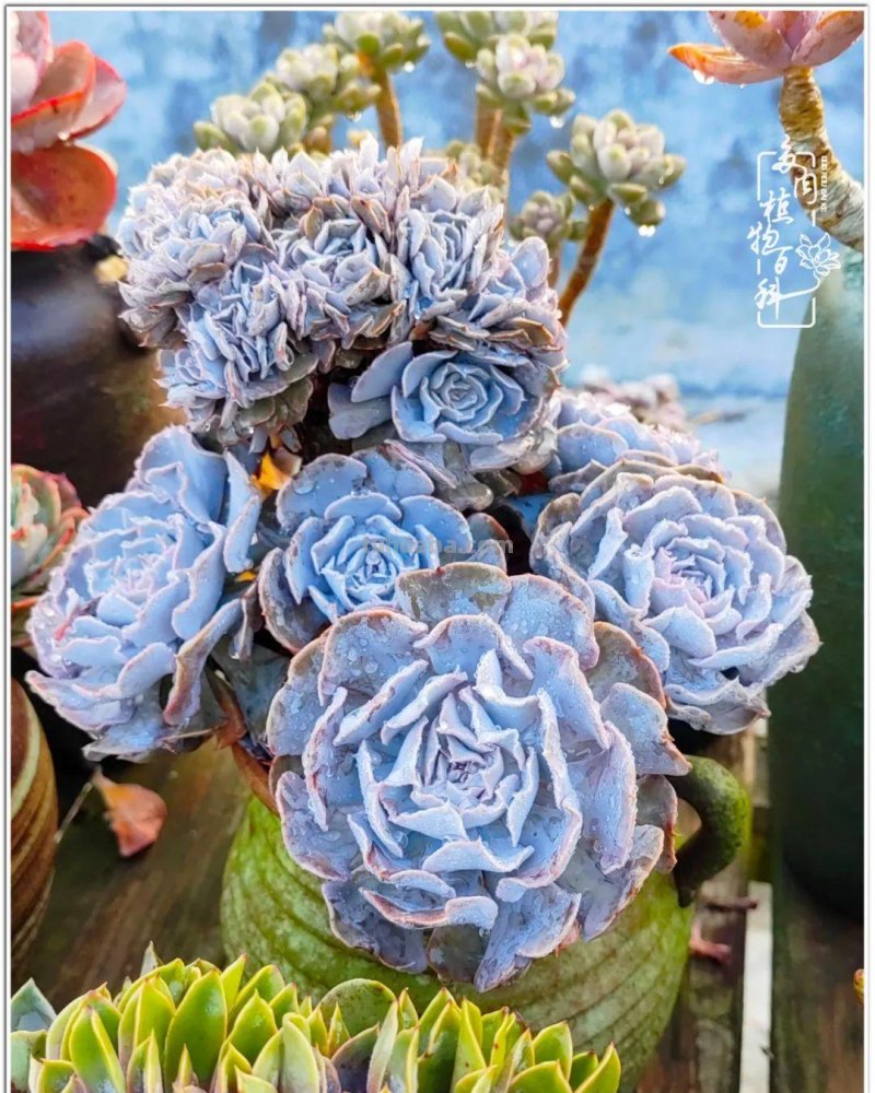 520盛宴：多肉，既是毒药，也是解药！