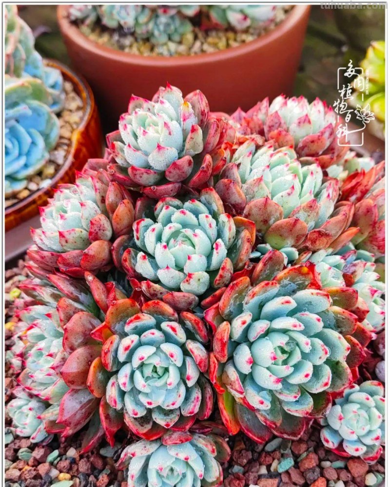 520盛宴：多肉，既是毒药，也是解药！