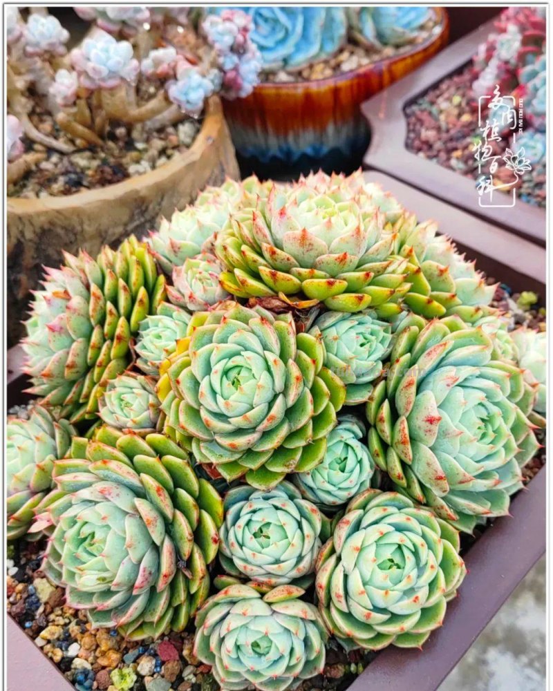 520盛宴：多肉，既是毒药，也是解药！