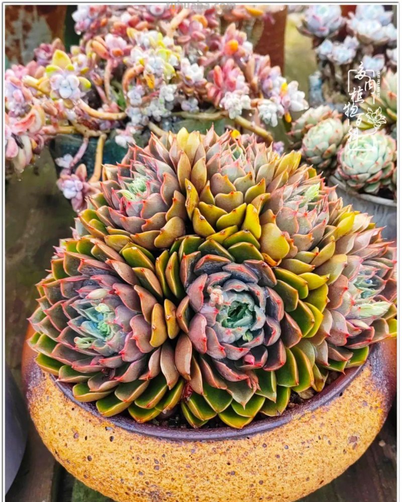 520盛宴：多肉，既是毒药，也是解药！