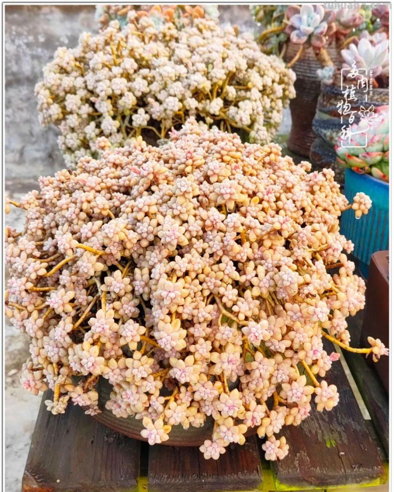 520盛宴：多肉，既是毒药，也是解药！