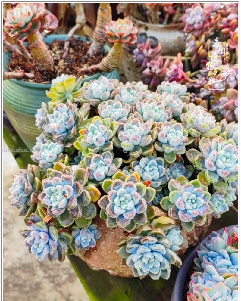 520盛宴：多肉，既是毒药，也是解药！