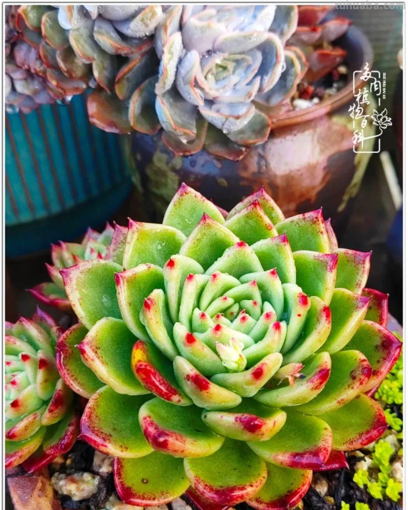 520盛宴：多肉，既是毒药，也是解药！