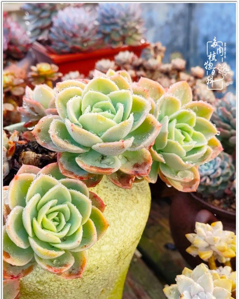 520盛宴：多肉，既是毒药，也是解药！