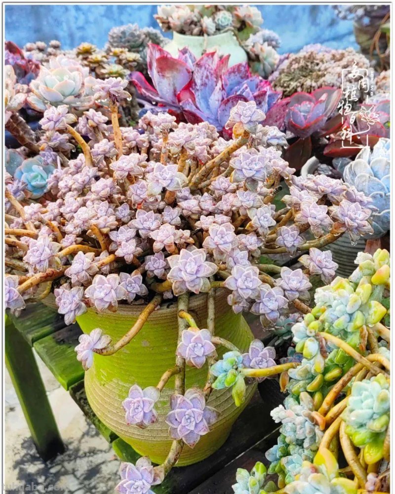 520盛宴：多肉，既是毒药，也是解药！