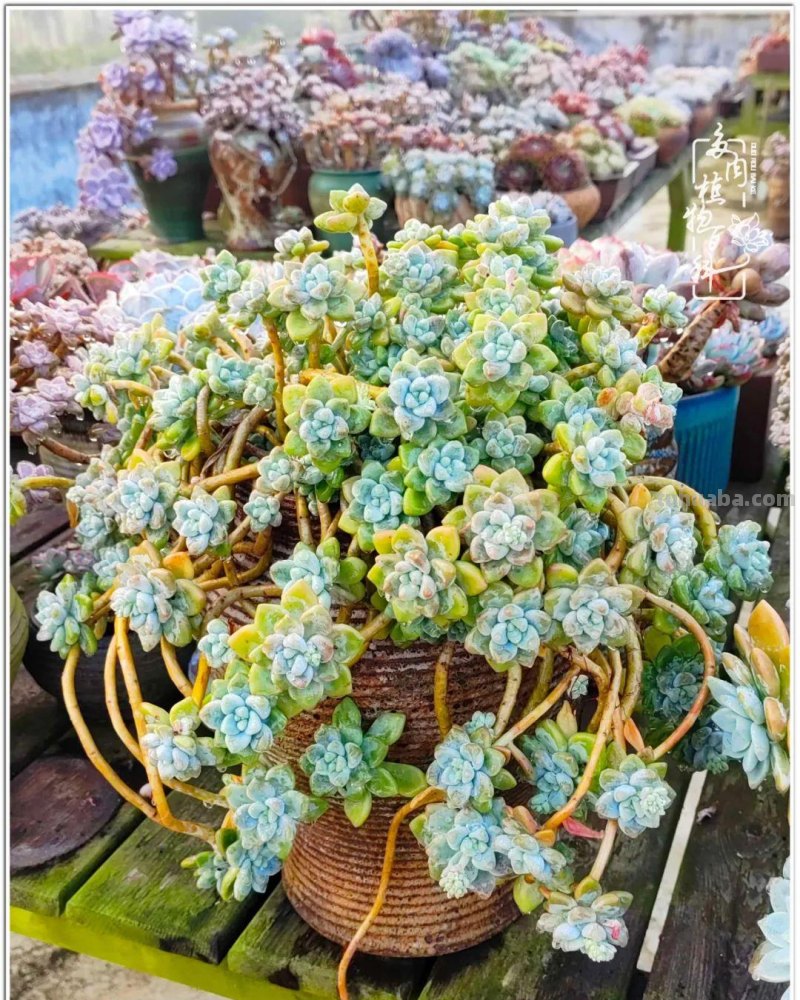 520盛宴：多肉，既是毒药，也是解药！