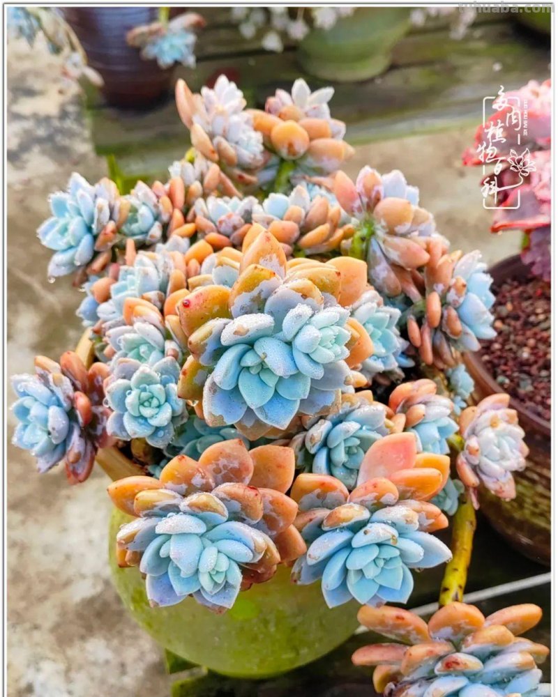 520盛宴：多肉，既是毒药，也是解药！