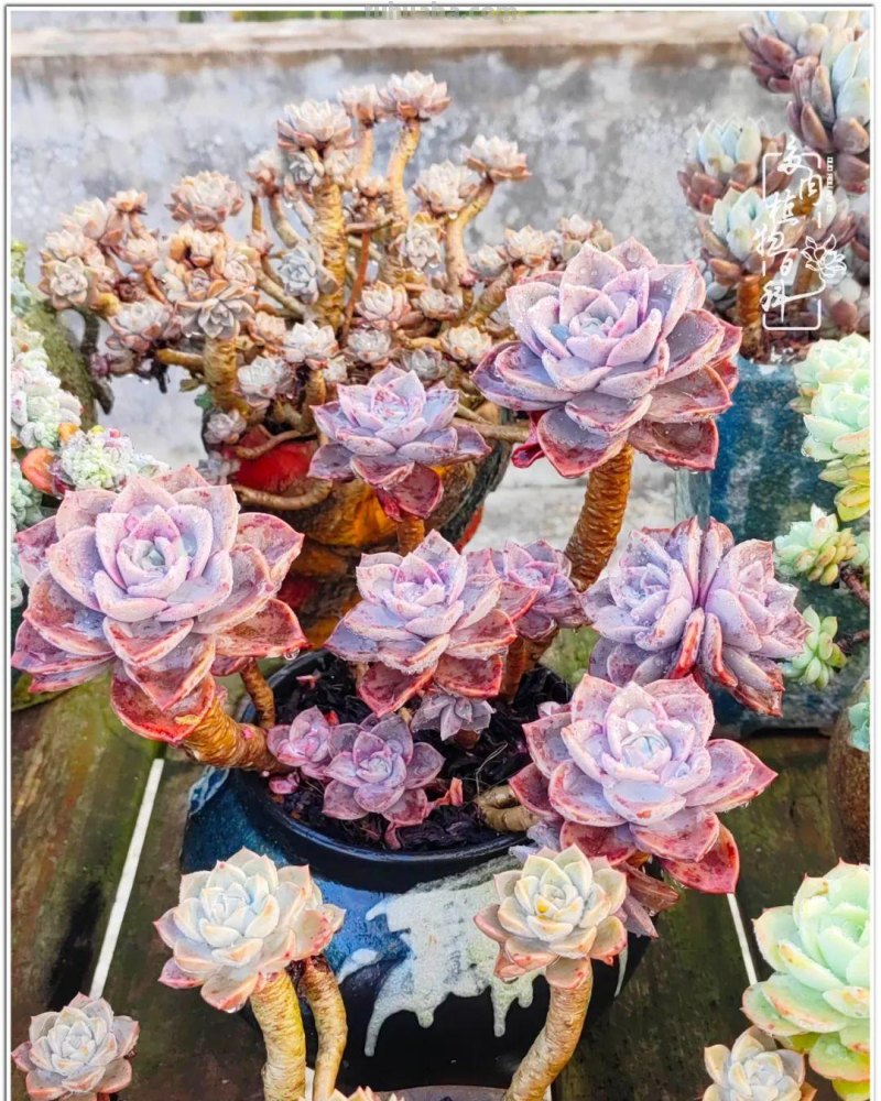 520盛宴：多肉，既是毒药，也是解药！