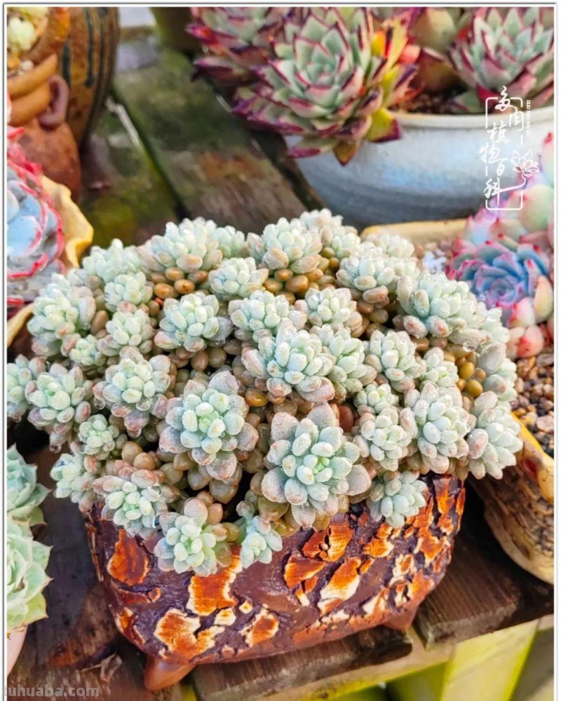 520盛宴：多肉，既是毒药，也是解药！