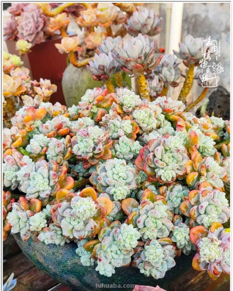 520盛宴：多肉，既是毒药，也是解药！