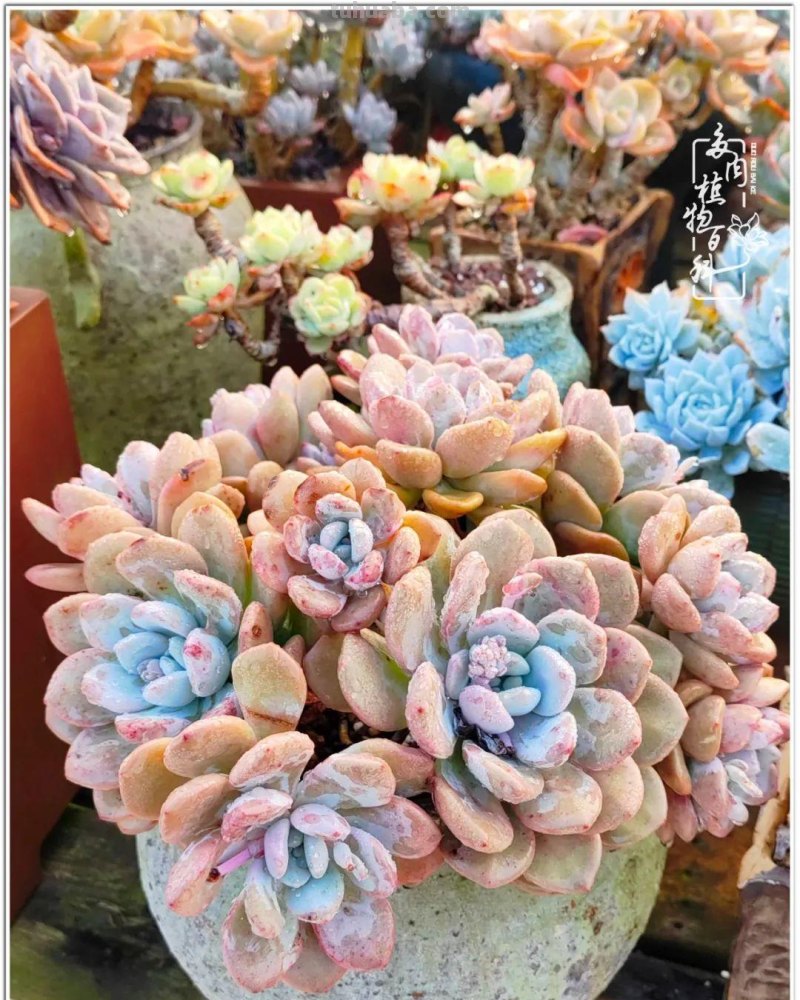 520盛宴：多肉，既是毒药，也是解药！