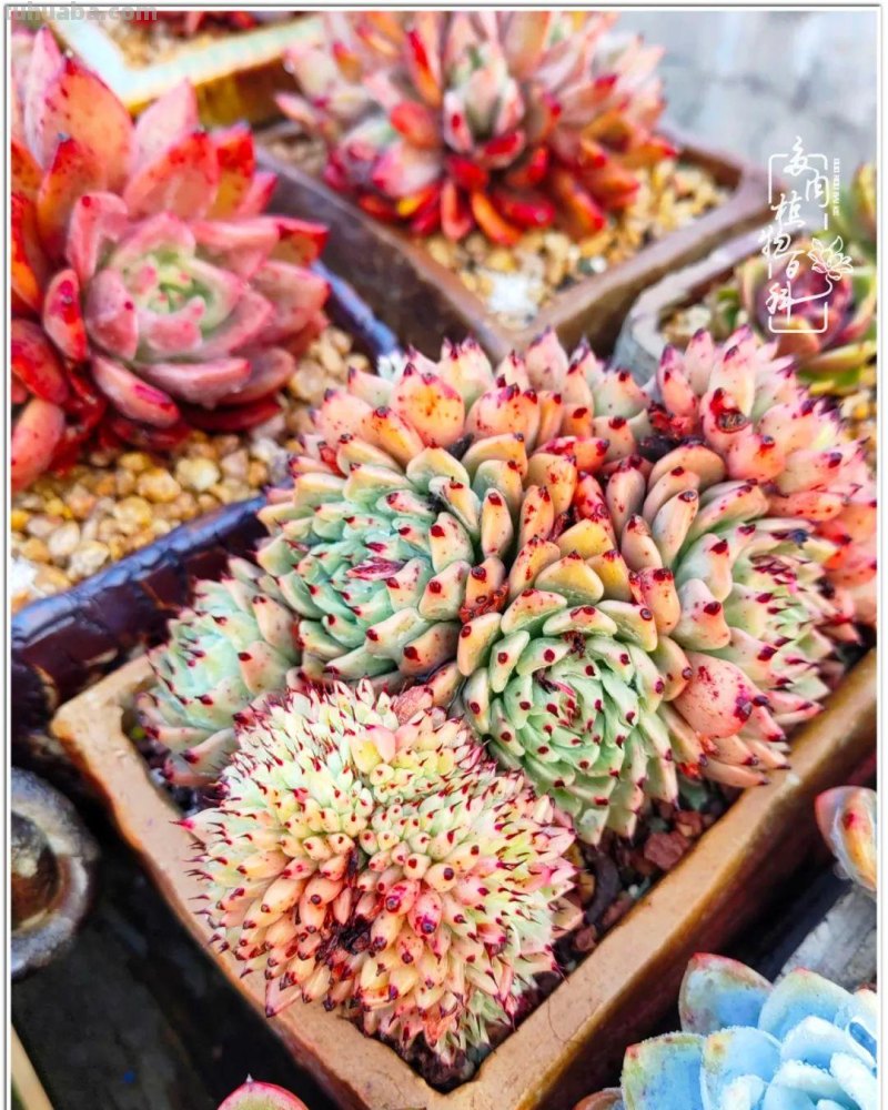 520盛宴：多肉，既是毒药，也是解药！