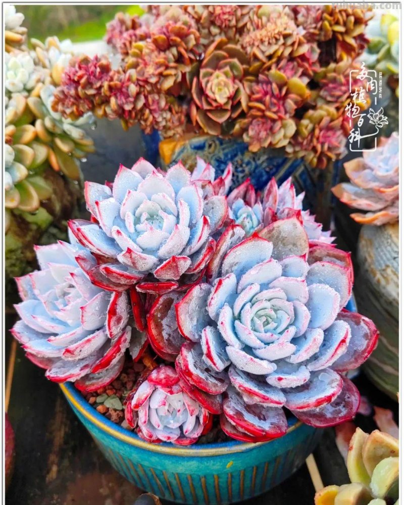 520盛宴：多肉，既是毒药，也是解药！