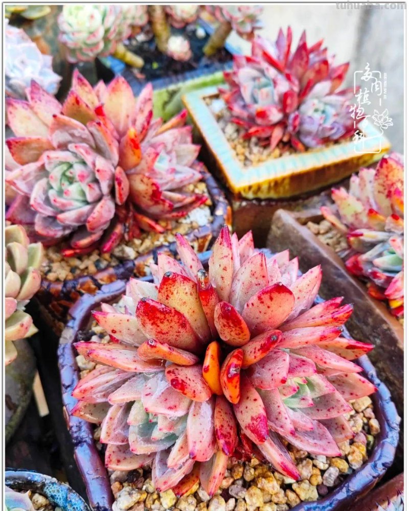 520盛宴：多肉，既是毒药，也是解药！