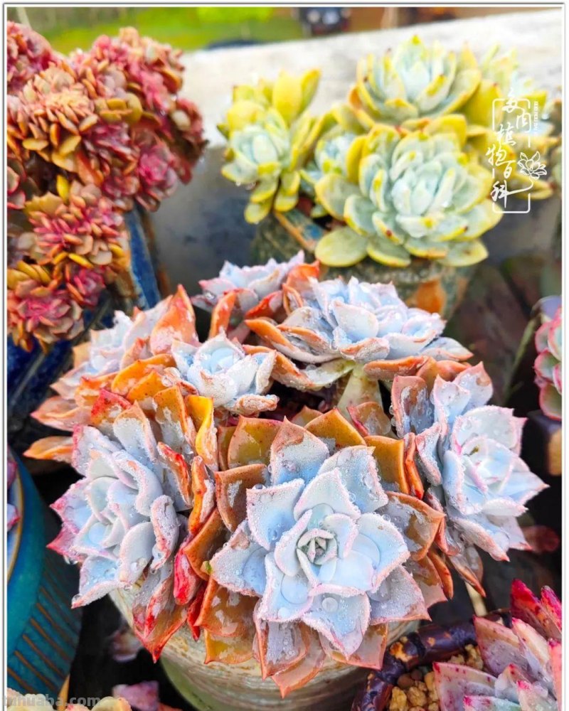 520盛宴：多肉，既是毒药，也是解药！