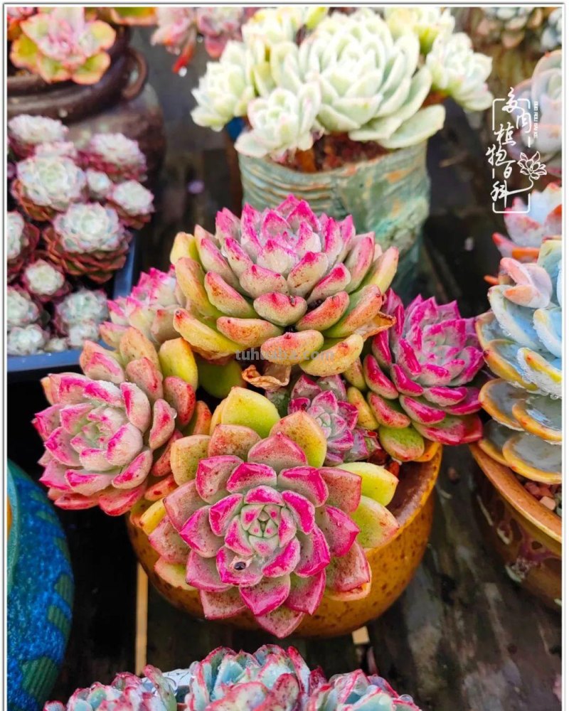 520盛宴：多肉，既是毒药，也是解药！