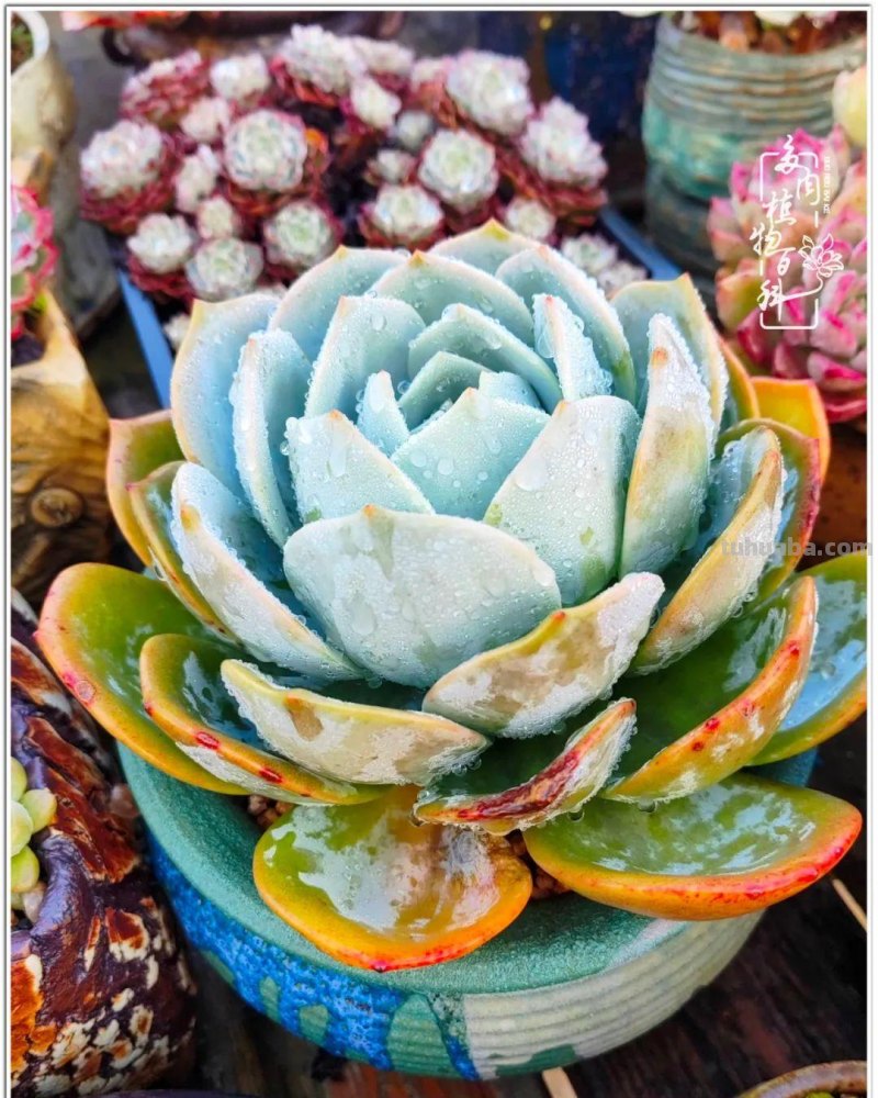 520盛宴：多肉，既是毒药，也是解药！