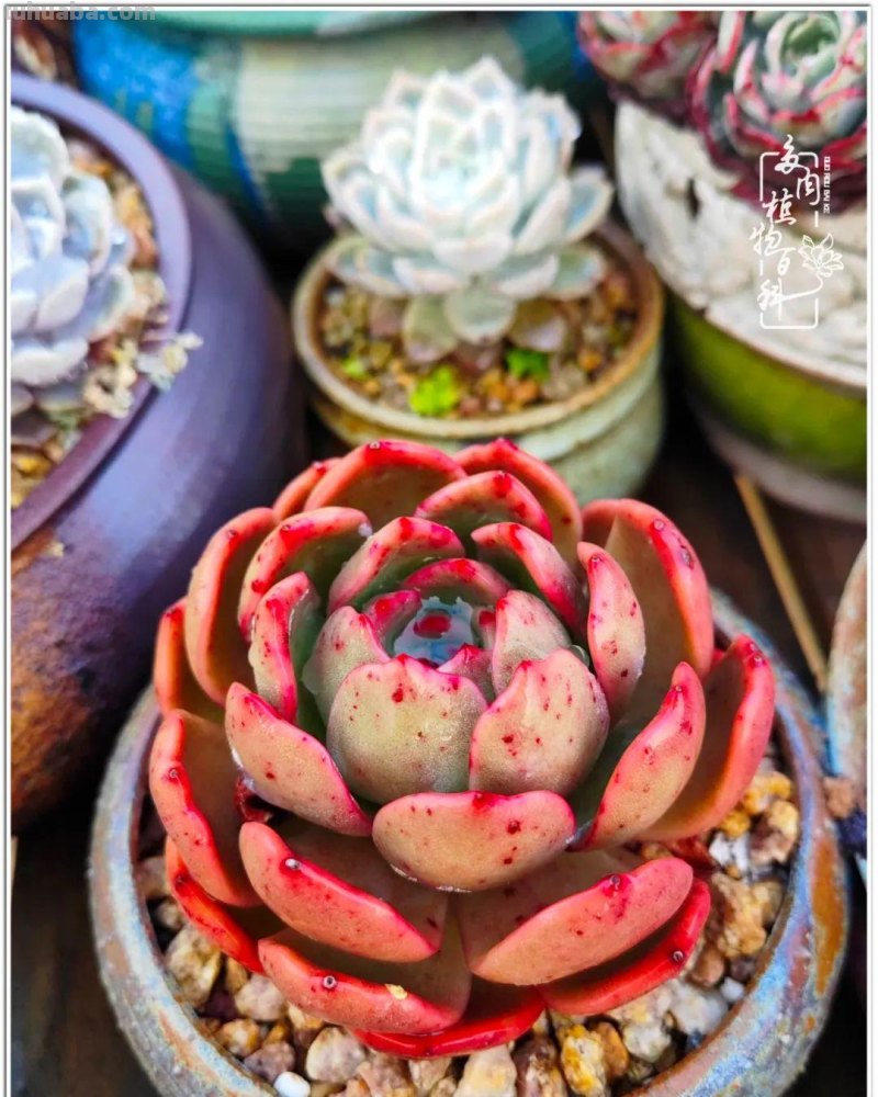 520盛宴：多肉，既是毒药，也是解药！