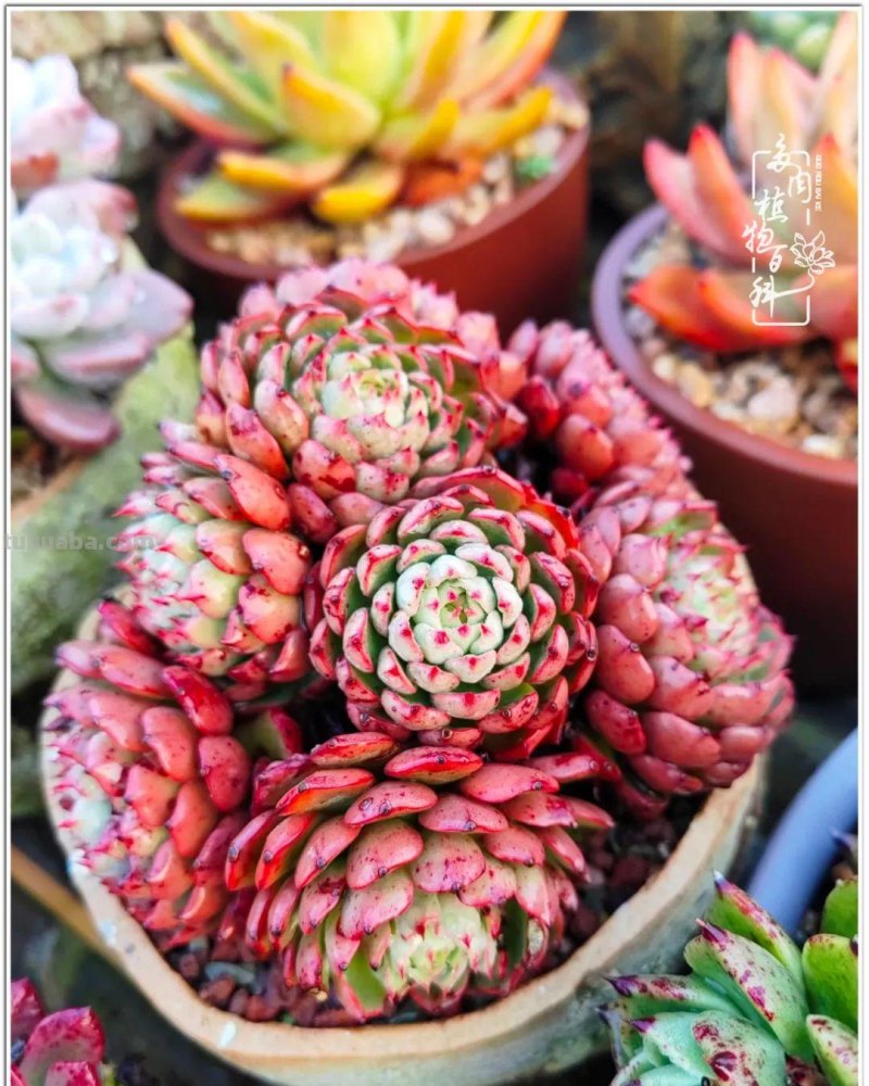 520盛宴：多肉，既是毒药，也是解药！