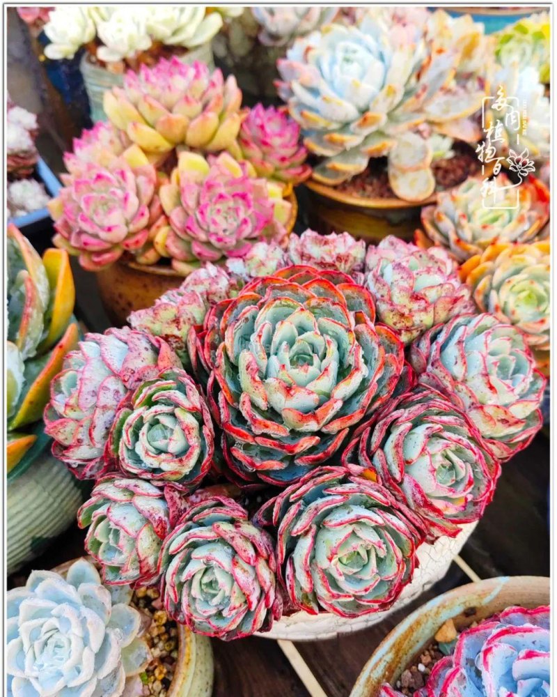 520盛宴：多肉，既是毒药，也是解药！