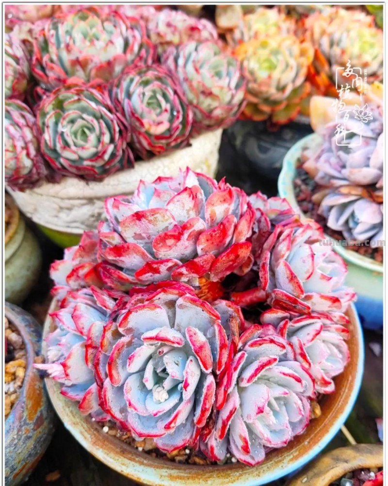 520盛宴：多肉，既是毒药，也是解药！