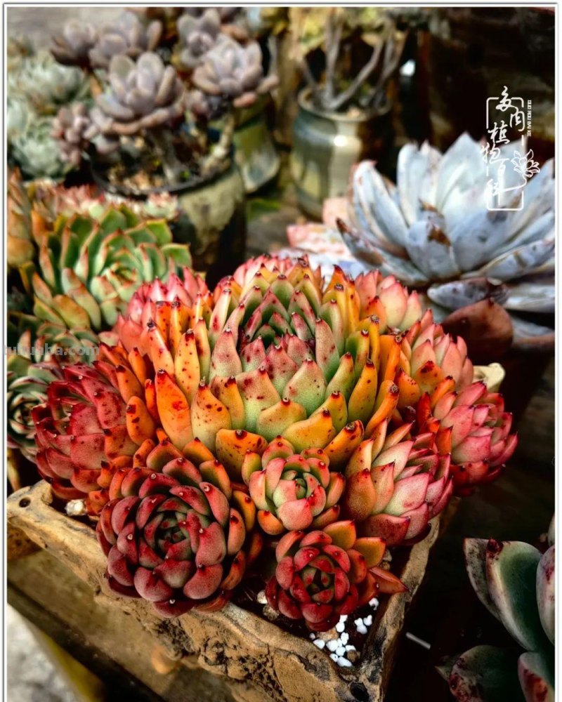 520盛宴：多肉，既是毒药，也是解药！