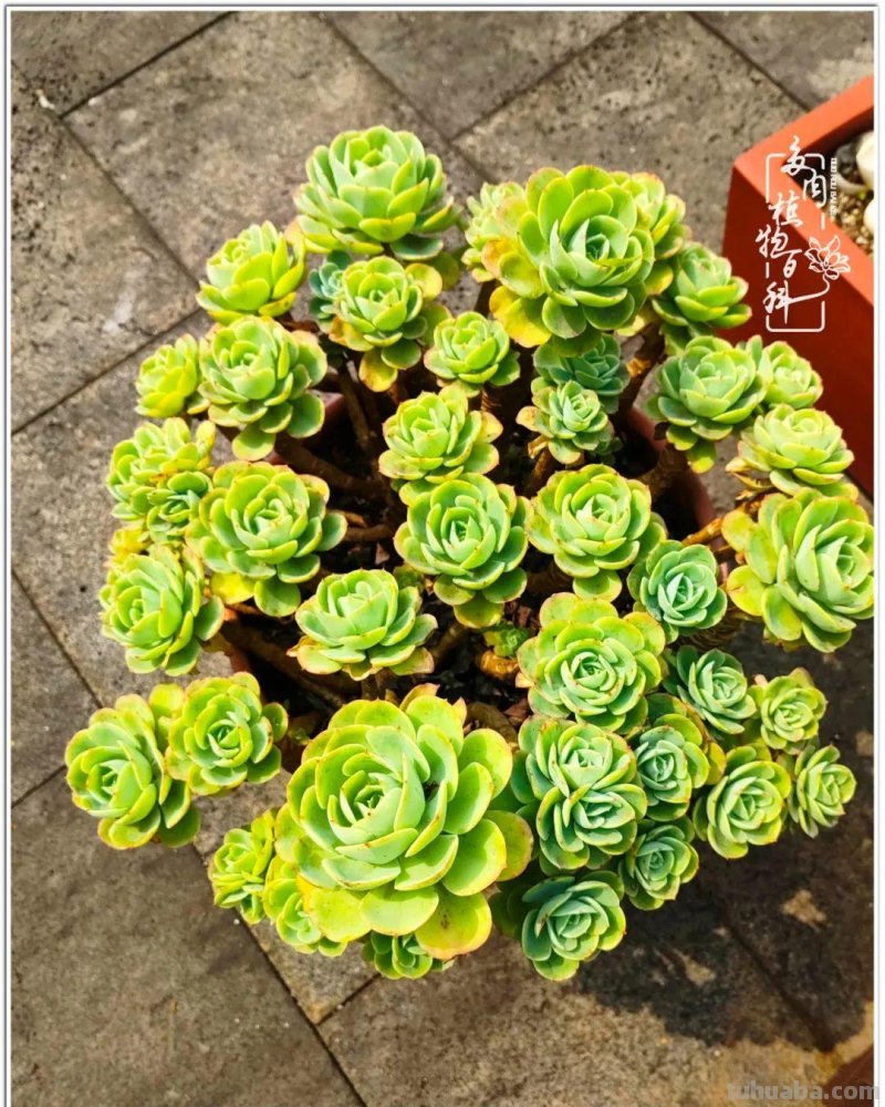 520盛宴：多肉，既是毒药，也是解药！