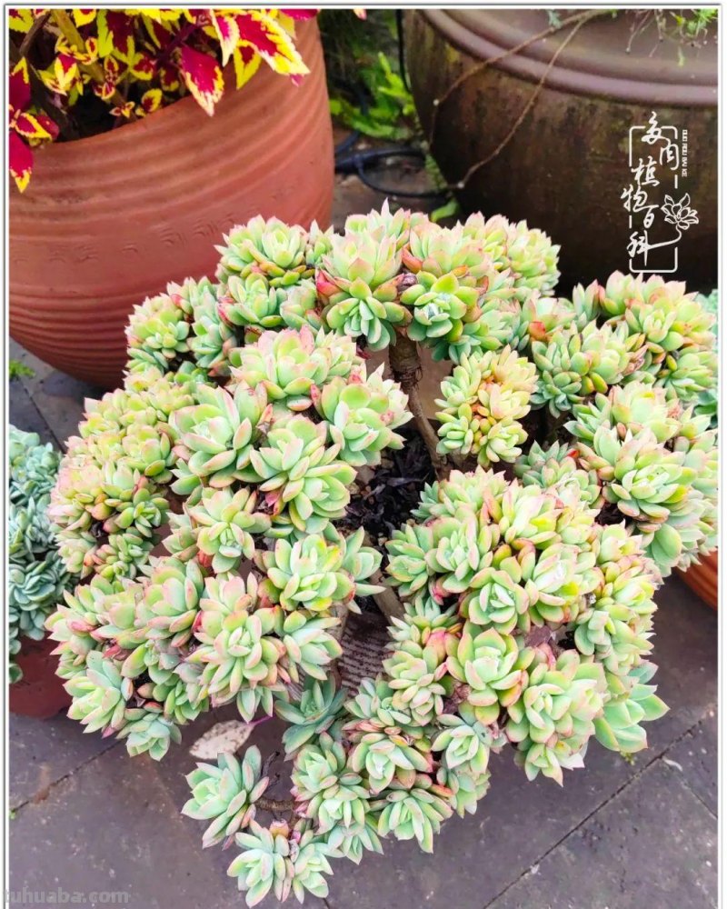 520盛宴：多肉，既是毒药，也是解药！