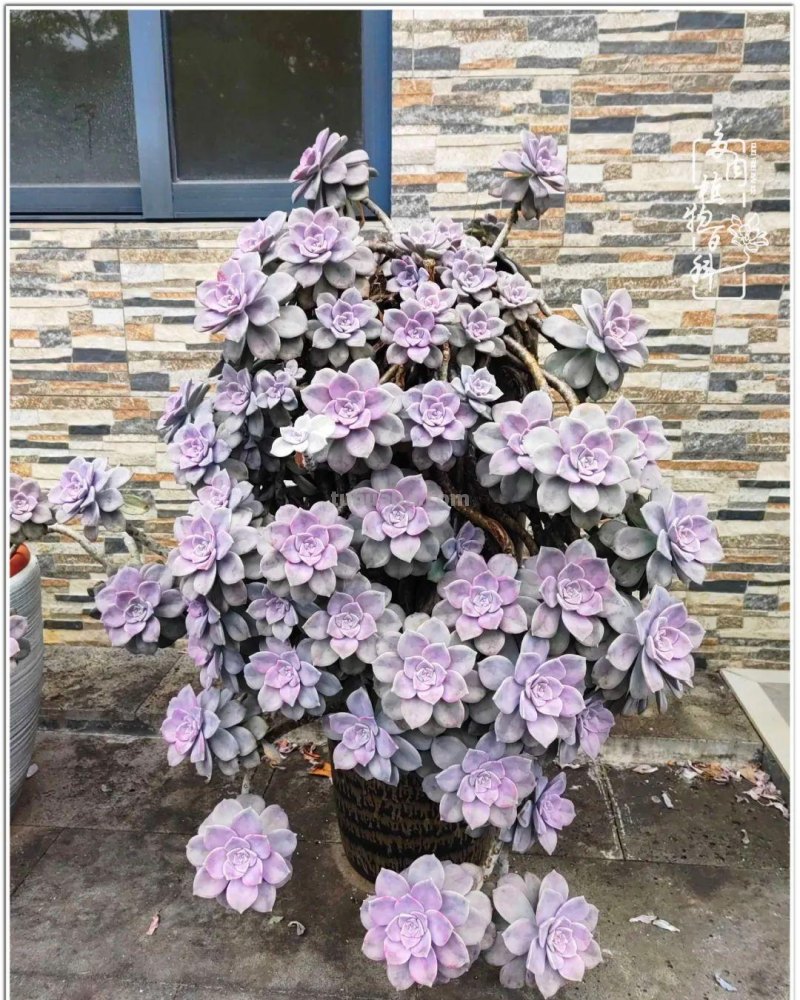 520盛宴：多肉，既是毒药，也是解药！