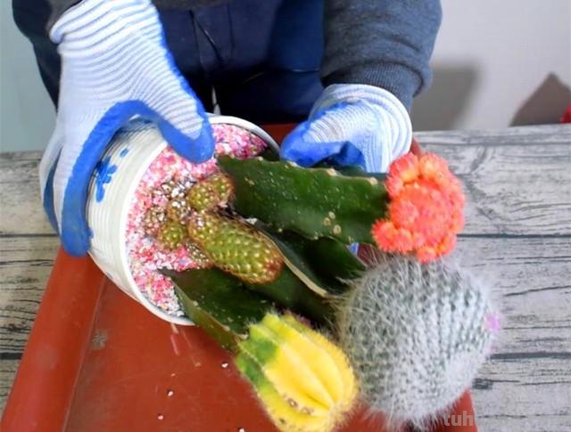 多彩仙人球组合盆栽，虽然好看，但一定要提高警惕，谁买谁上当
