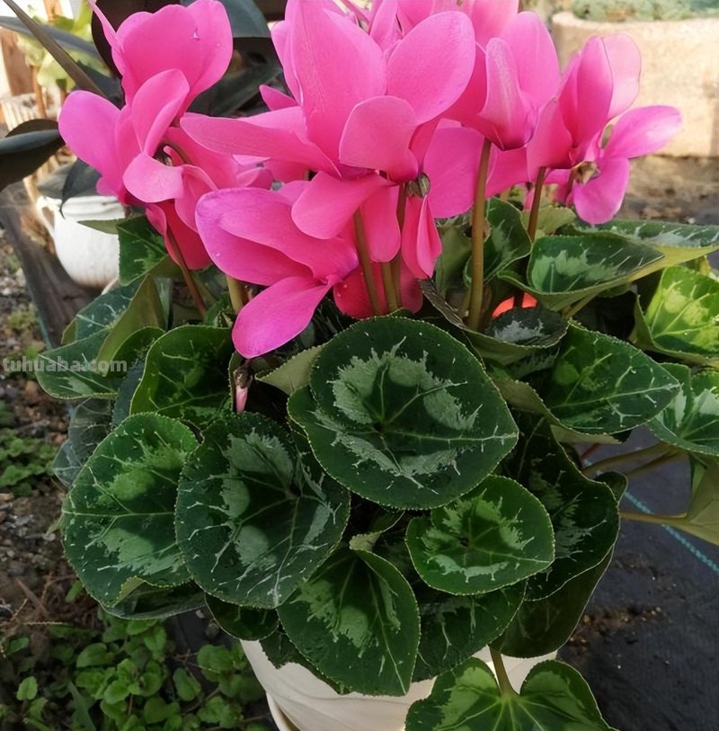 “8大”盆栽美观好养，适合室内，很茂盛开花艳，花很多很喜庆