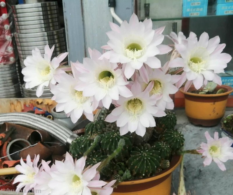 “8大”盆栽美观好养，适合室内，很茂盛开花艳，花很多很喜庆