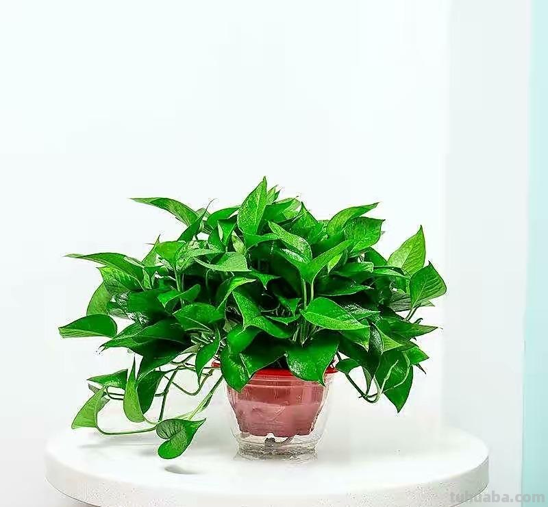“8大”盆栽美观好养，适合室内，很茂盛开花艳，花很多很喜庆
