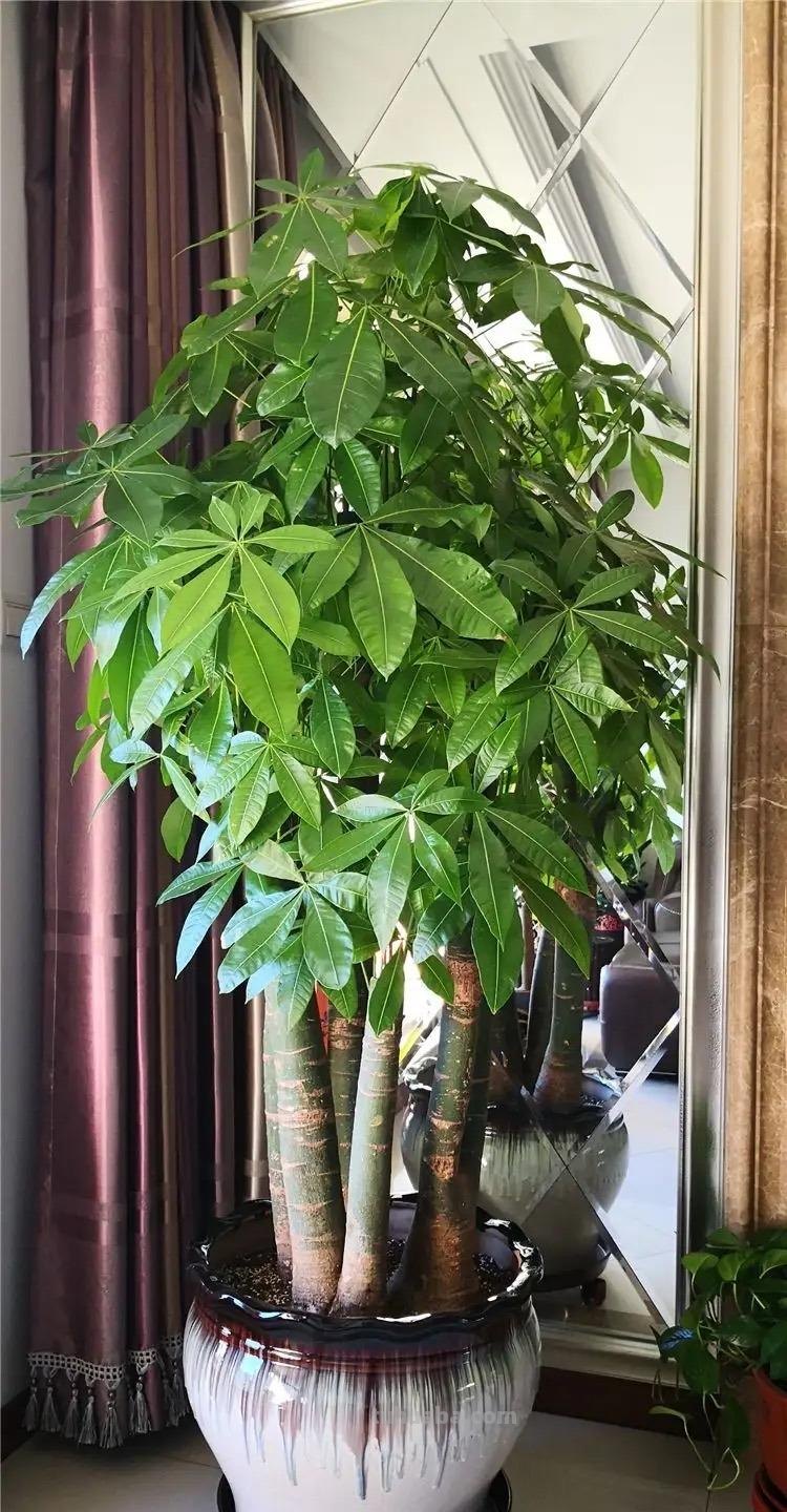 “8大”盆栽美观好养，适合室内，很茂盛开花艳，花很多很喜庆