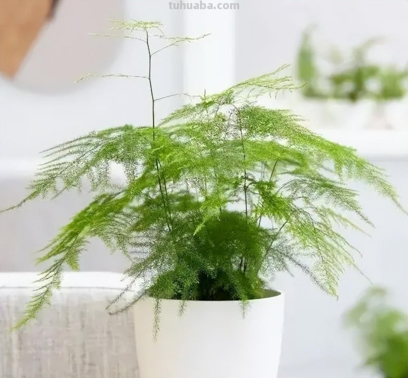 “8大”盆栽美观好养，适合室内，很茂盛开花艳，花很多很喜庆