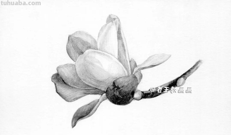素描不难画，教你画一朵玉兰花
