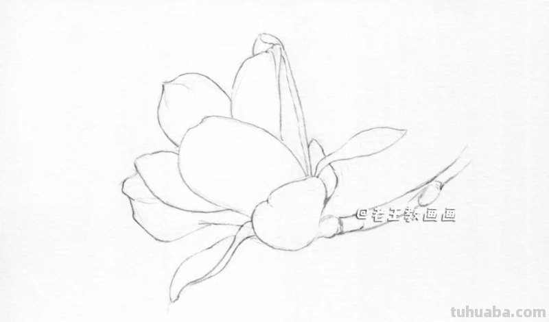 素描不难画，教你画一朵玉兰花