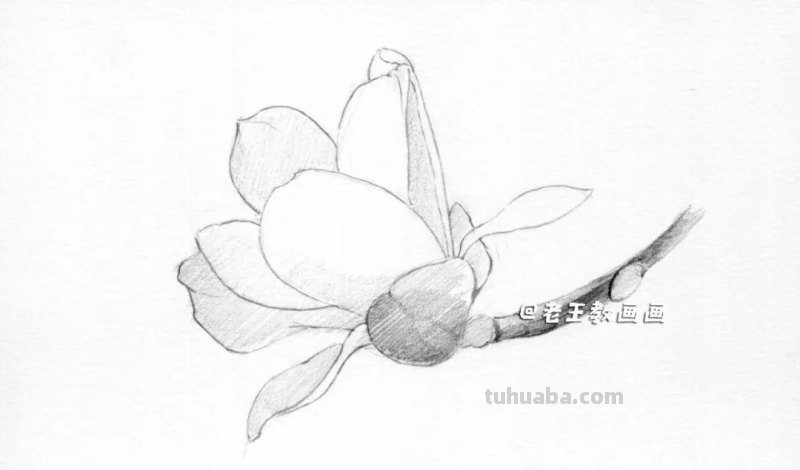 素描不难画，教你画一朵玉兰花