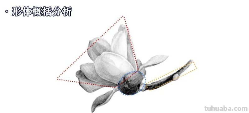素描不难画，教你画一朵玉兰花