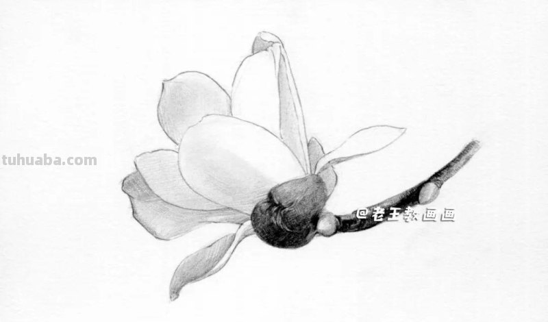 素描不难画，教你画一朵玉兰花
