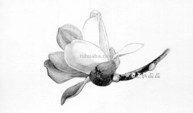 素描不难画，教你画一朵玉兰花