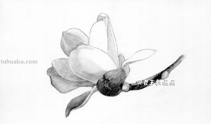 素描不难画，教你画一朵玉兰花