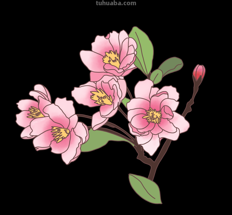 简笔画-春日花卉手绘图，配色超级好看！