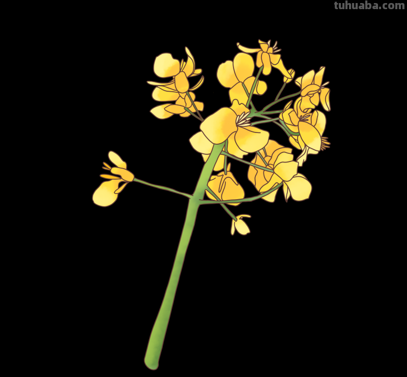 简笔画-春日花卉手绘图，配色超级好看！