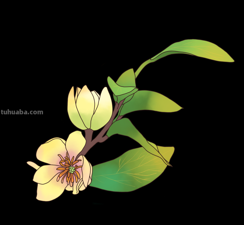 简笔画-春日花卉手绘图，配色超级好看！