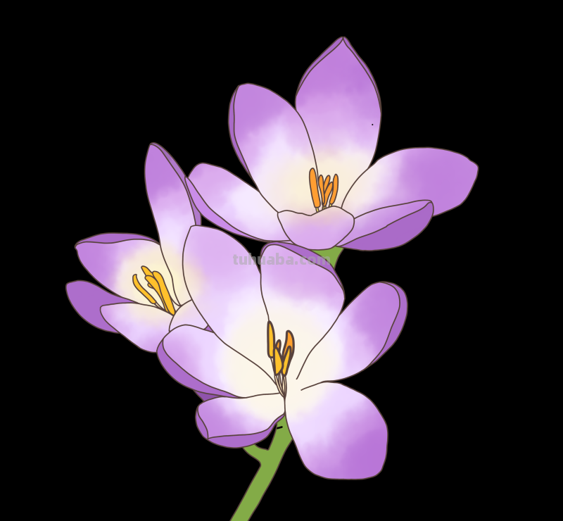 简笔画-春日花卉手绘图，配色超级好看！