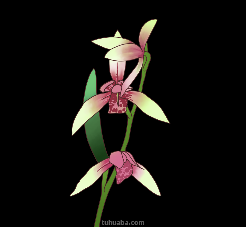 简笔画-春日花卉手绘图，配色超级好看！