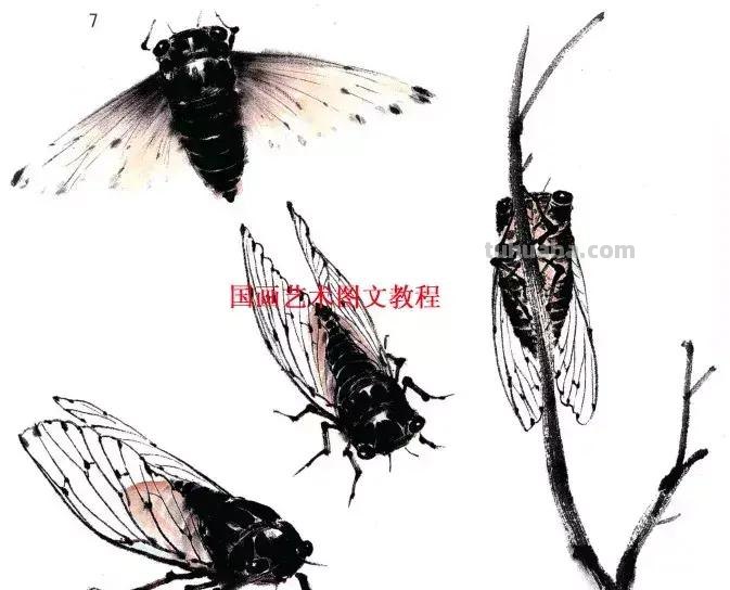 国画，这么漂亮的写意草虫，简单易学