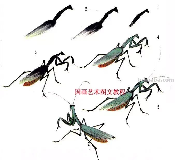 国画，这么漂亮的写意草虫，简单易学